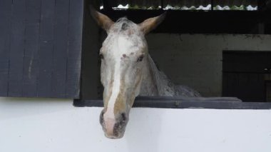 Sabit bir pencereden dışarı bakan bir dapple gri atın yakın çekim videosu, sakin bir ifade, doğal ışık, at konsepti, kırsal ve çiftlik yaşam tarzı.