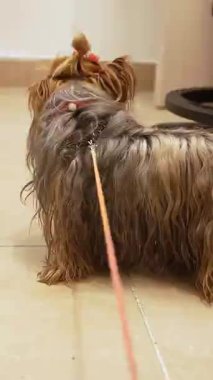 Şirin Yorkshire Terrier köpeği pembe kurdele yayı ve şık bir üst düğümle kameraya bakarak kapalı alanda mutlu bir ifade takınıyor..