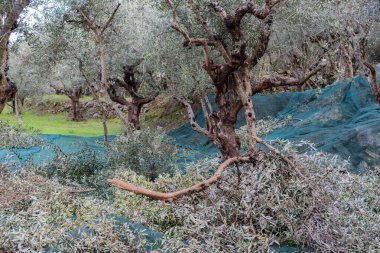 Mani, Yunanistan - 17 Kasım 2025 Zeytinyağı hasat ve petrol üretim prosedürü.