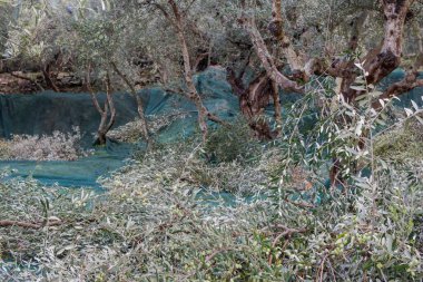 Mani, Yunanistan - 17 Kasım 2025 Zeytinyağı hasat ve petrol üretim prosedürü.