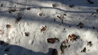  Güneşli Ocak gününde parkta karlı ve buzlu patikada yürüyüş yapmak