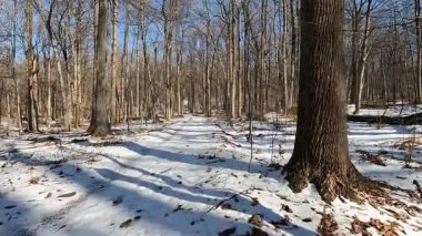 Güneşli Ocak gününde parkta karlı ve buzlu patikada yürüyüş yapmak