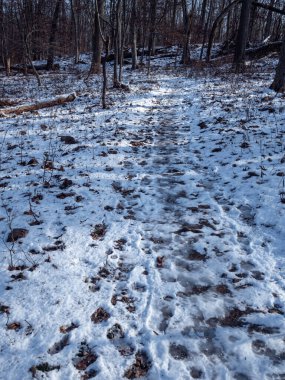 Kışın karla kaplı ormanda yol.