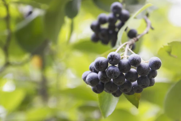 Rijpe chokeberry bessen op de tak, selectieve aandacht. Aronia bessen op een zomerdag. — Stockfoto