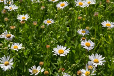 Beyaz çiçek açan papatyalar yaz alan. Papatyalar alanının güzel arka plan.