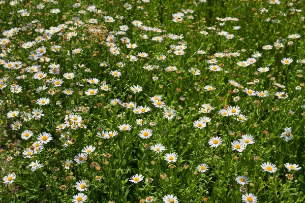Summer field of white blooming daisies, beautiful landscape of daisy flowers. Background of the field of daisies. — Stock Photo, Image