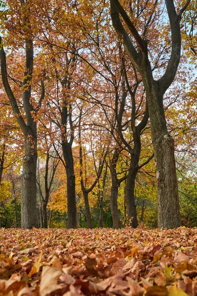 Podzimní Park Oranžovým Podzimním Listím — Stock fotografie