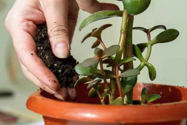 Kadın yeni bir saksıya ev bitkisi dikiyor. Crassula yeniden ekiyor. Yakın çekim.