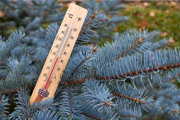 Evdeki Alkol Termometresinin Yakından Çekilmiş Fotoğrafı Ladin Dallarında Sıcaklık Derecesini — Stok fotoğraf