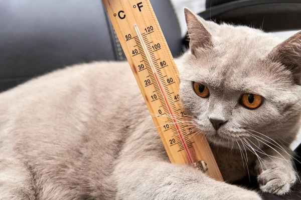 Ev yapımı alkol termometresi olan kedinin yakın plan fotoğrafı. Sıcaklık derecesi Celsius. Yakın çekim, seçici odaklanma