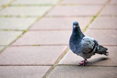 Bir şehirde yerde duran güvercin ya da asfalt