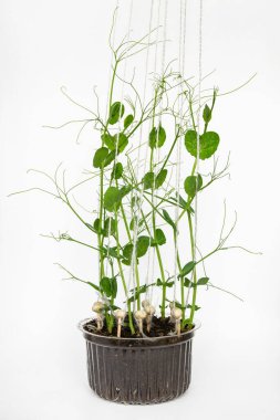 Beyaz arkaplanda taze bezelye filizleri.