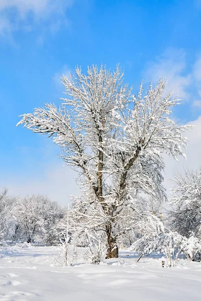 Winter tree in snow on blue sky background. Snow covered trees