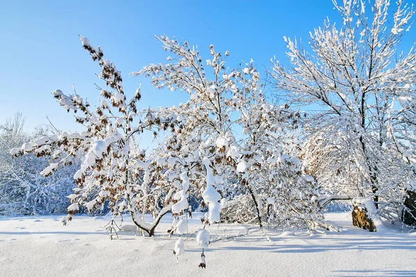 Karlı Kış Parkı Güzel Kış Ağaçları Bol Karlı Dallara Sahiptir — Stok fotoğraf