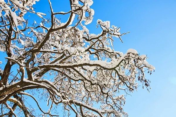 Zimowe Drzewo Śniegu Tle Błękitnego Nieba Drzewa Pokryte Śniegiem — Zdjęcie stockowe
