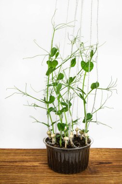 Beyaz arkaplanda taze bezelye filizleri