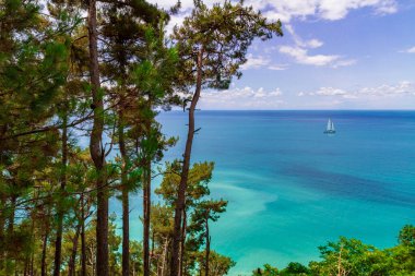 Karadeniz 'de küçük bir yelkenli. Çam ağaçları, deniz ve gökyüzü manzaralı.