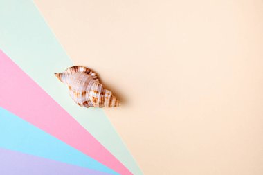 Kopya alanı ile en az renkli arkaplan üzerinde egzotik deniz kabuğu