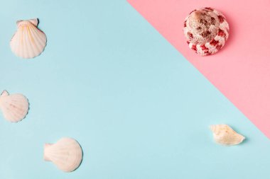 Kopya alanı ile en az renkli arkaplan üzerinde egzotik deniz kabukları