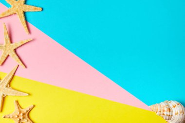 Kopya uzayı ile en az renkli arkaplanda egzotik deniz kabuğu ve deniz yıldızı