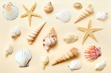 Sarı arka planda egzotik deniz kabukları ve deniz yıldızları.