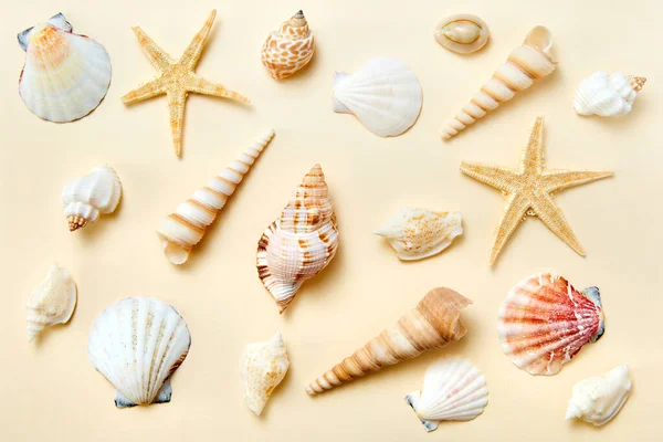 Sarı arka planda egzotik deniz kabukları ve deniz yıldızları.