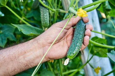 Çiftçi seradan taze salatalık topluyor.
