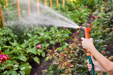 Su hortumundan sebze bahçesini sulayan bir kız. Yakın çekim, seçici odaklanma