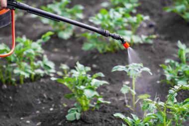 Colorado böcek kontrolü için böcek öldürücü sıvıyla patates çiftliği işleniyor. Yakın çekim.