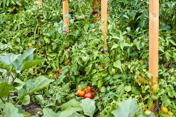 Buskar Med Röda Och Gröna Tomater Trädgården — Stockfoto