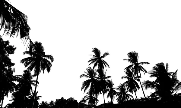 Un groupe de silhouettes de haute qualité de palmiers de plage tropicaux Coco — Photo