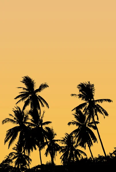 A group of high Quality silhouettes of tropical beach palms Coco — Stock Photo, Image