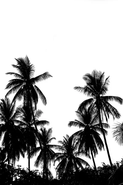 Leaves of coconut tree isolated on white background.