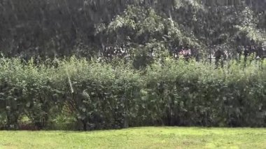 Green leaves in rain. Heavy rain. . High quality 4k footage