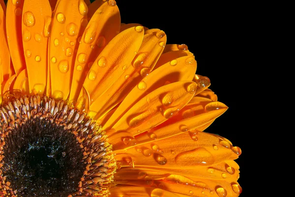 siyah arka planda turuncu gerbera