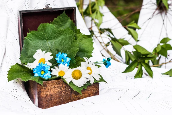 Boîte avec camomilles et feuilles — Photo