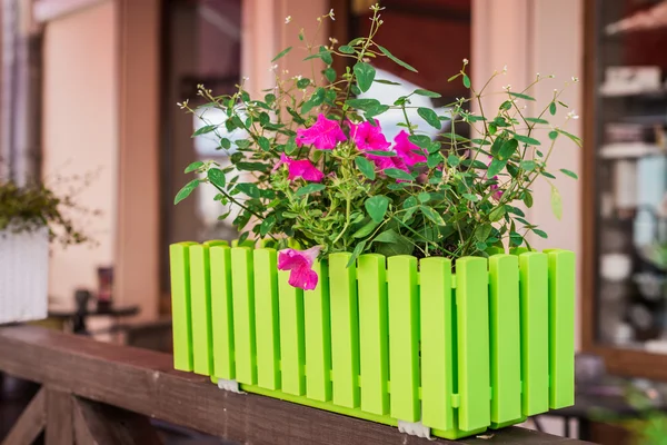 Fleurs rouges en pot vert — Photo