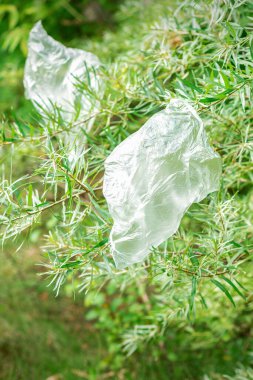 Parktaki bir dala asılı duran boş plastik poşetler.