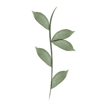 A watercolor illustration depicts a delicate flower stem with green leaves. The stem is vertically oriented against a clear white backdrop, creating a simple yet elegant design.