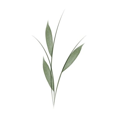 This is a watercolor-style illustration of a green flower stem with simple leaves. It is a delicate vector graphic, suitable for designs about nature and conservation.