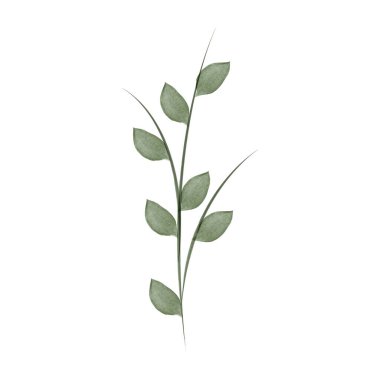 Watercolor illustration of a simple green plant stem with leaves. Vector graphic element for environmental conservation, nature presentations, and more.