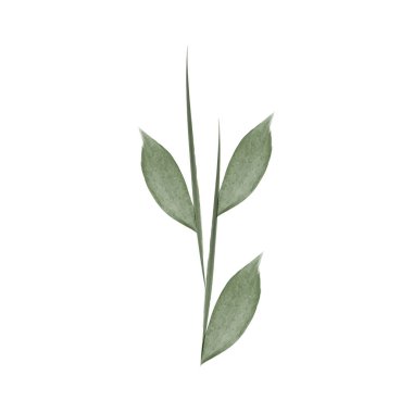 A digital illustration of a single flower stem. It features watercolor style green leaves arranged along a central stem. It has a simple, natural appearance.