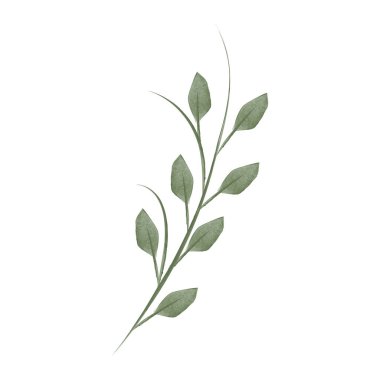 A delicate watercolor illustration shows a single flower stem with small, green leaves branching off the main stalk. This botanical drawing is set against a plain white backdrop.