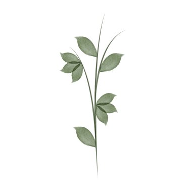 A delicate floral stem features three sets of green leaves painted in watercolor. The stem and leaves are on a clean, white background.