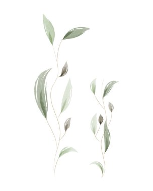 Yumuşak yeşil suluboya yapraklı iki narin bitki sapı. Temiz beyaz bir arkaplan üzerine nazik bir botanik tasarımı, dingin doğal temalar için mükemmel. Davetiyeler veya dekoratif ögeler için ideal.