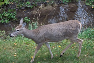 Columbia Falls, Montana 'da bir dere kenarında beyaz kuyruklu bir geyik..