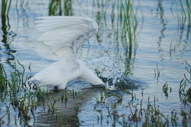 Oakland kıyısındaki San Francisco körfezinde karlı bir balıkçıl besleniyor..