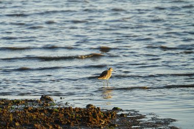Oakland, California yakınlarındaki San Francisco Körfezi 'nde bir Willet..