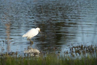 San Francisco Körfezi yakınlarındaki gel-git sulak bir arazide karlı bir balıkçıl..