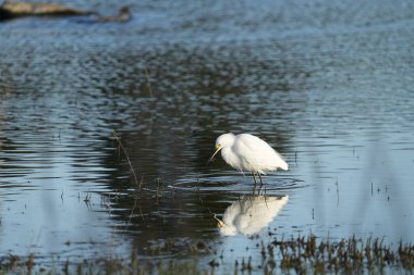 San Francisco Körfezi yakınlarındaki gel-git sulak bir arazide karlı bir balıkçıl..